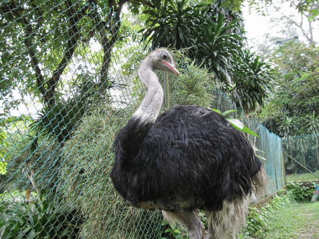 Yes, you can find ostrich (largest bird) in this KL Bird Park but this bird is surrounded by fence.